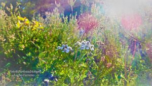 Bloemen natuur wandeling Image00002 Foto Lucho