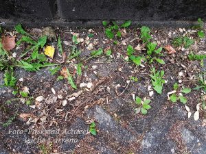 onkruid 220190809_125412
