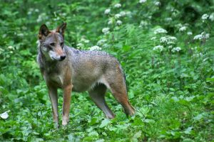 De Wolf is de toppredator in onze inheemse natuur (foto Olaf Op den Kamp)