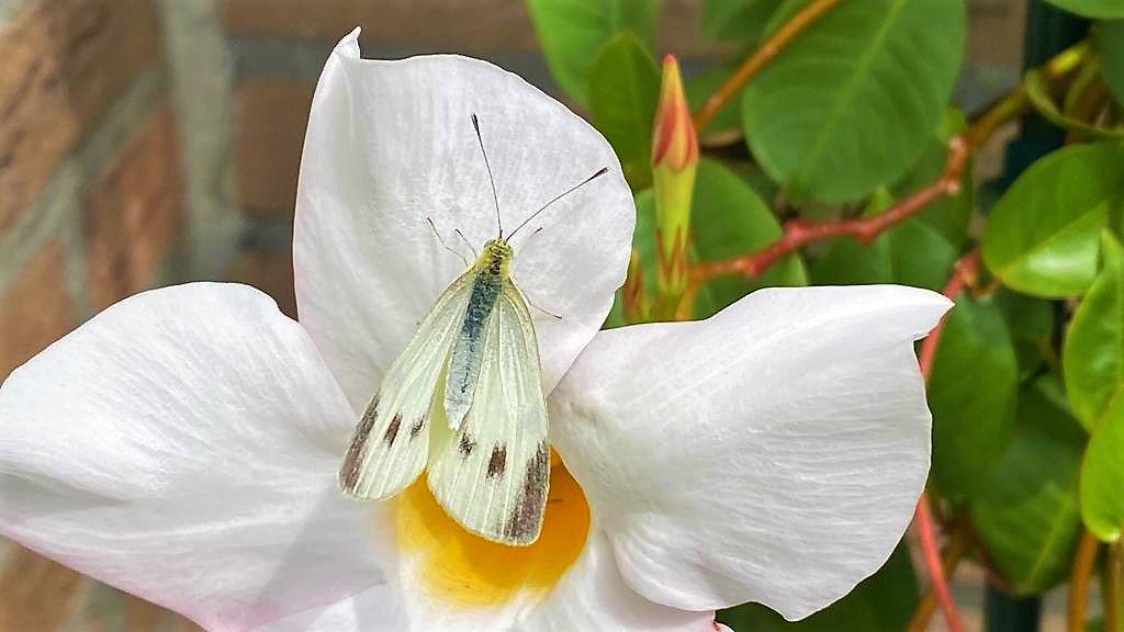 in eigen tuin de Dipladenia krijg bezoek an een vlinder Foto Pé Schaepkens