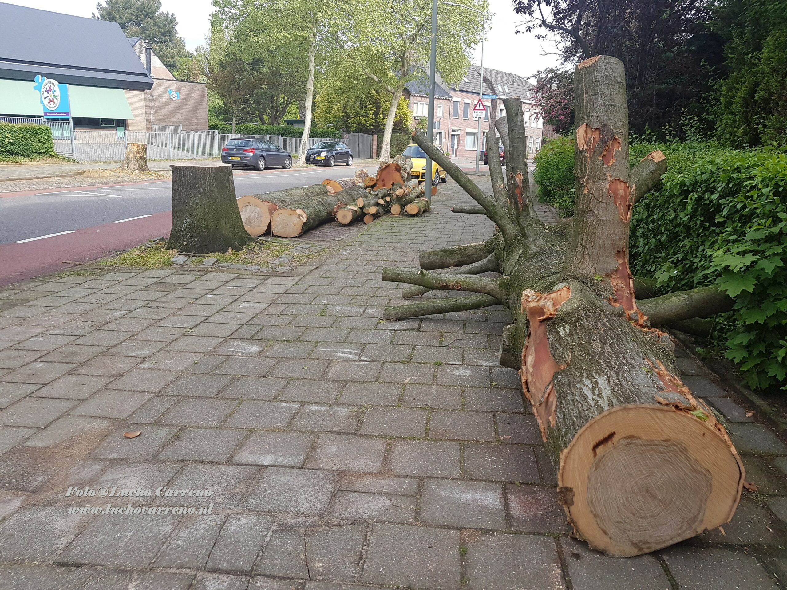 Bomen kapen (2)