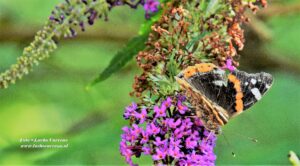 Vlinder (1)