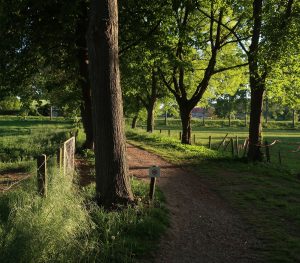 omgeving zomeravond 5kl