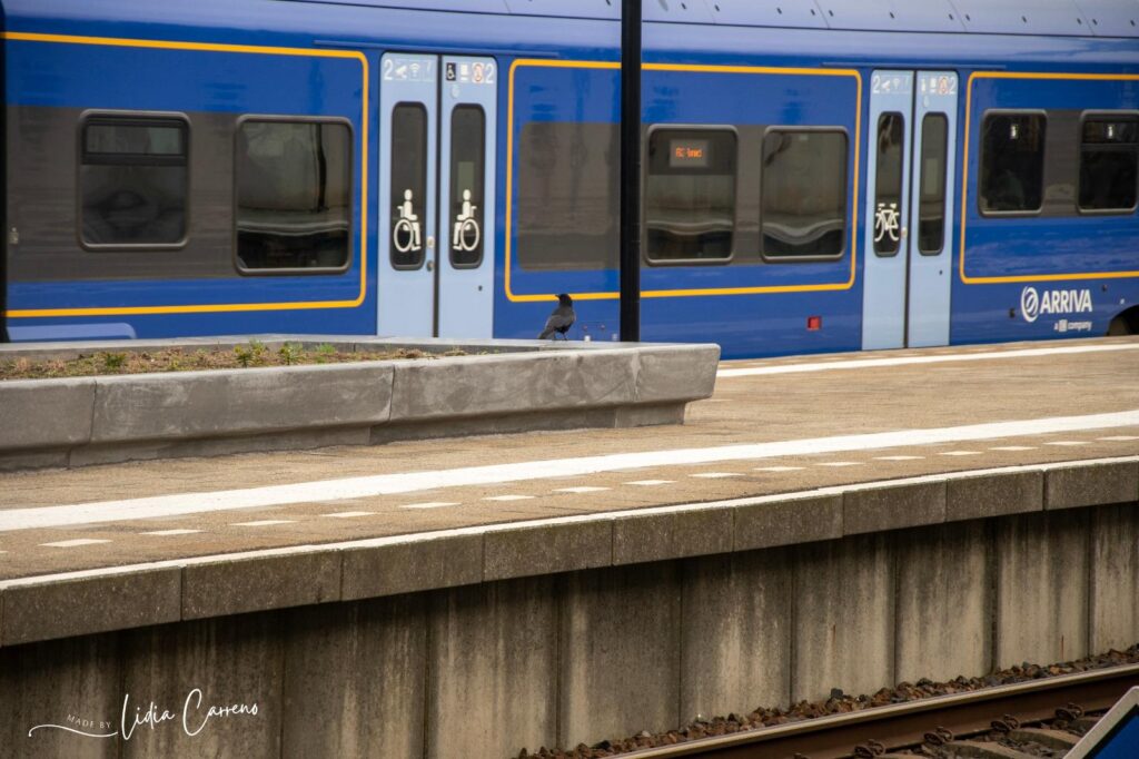 Gratis openbaar vervoer